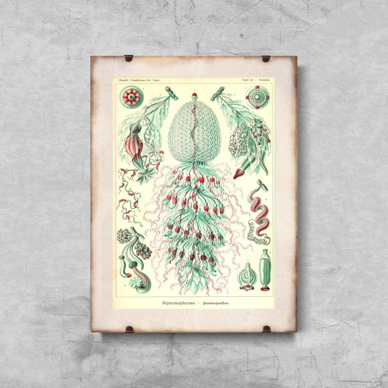Retro-Poster Sihonophorae Ernst Haeckel