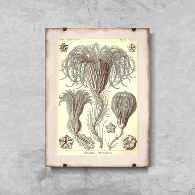 Plakat-Weinlese Crinoidea Ernst Haeckel