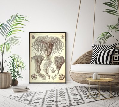 Plakat-Weinlese Crinoidea Ernst Haeckel