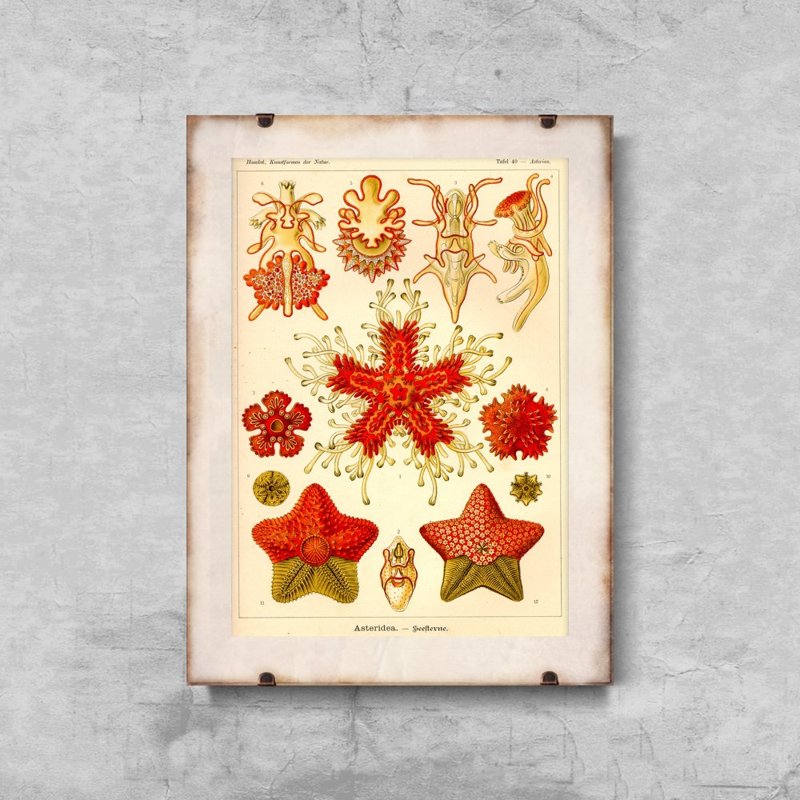 Poster im Retro-Stil Asteridea Ernst Haeckel