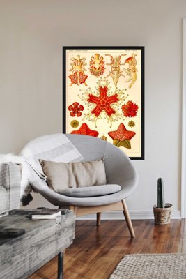 Poster im Retro-Stil Asteridea Ernst Haeckel