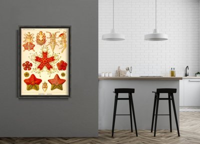 Poster im Retro-Stil Asteridea Ernst Haeckel