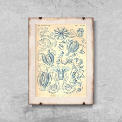 Poster Retro-Wohnzimmer Ctnenophorae Ernst Haeckel