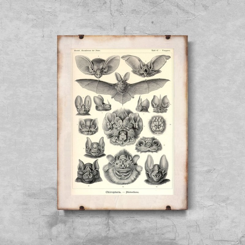 Poster im Retro-Stil Schläger Ernst Haeckel