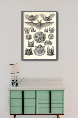 Poster im Retro-Stil Schläger Ernst Haeckel