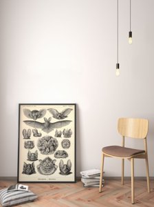 Poster im Retro-Stil Schläger Ernst Haeckel