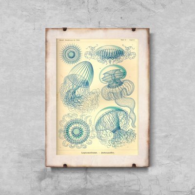 Poster an der Wand Quallen Ernst Haeckel