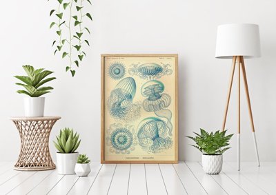 Poster an der Wand Quallen Ernst Haeckel