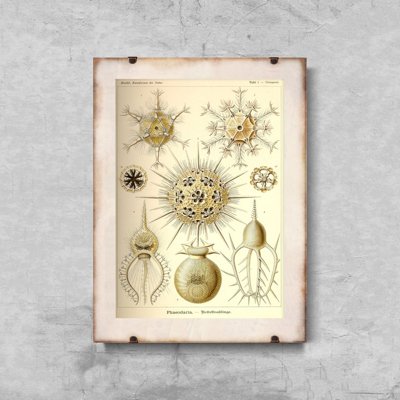 Retro-Poster Phaeodaria Ernst Haeckel