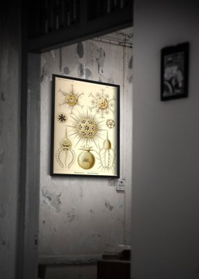 Retro-Poster Phaeodaria Ernst Haeckel