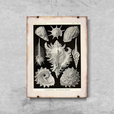 Weinleseplakat Muscheln Ernst Haeckel
