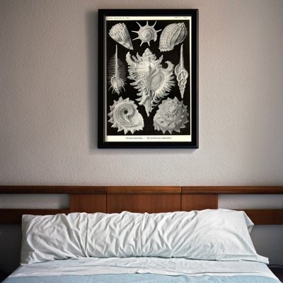 Weinleseplakat Muscheln Ernst Haeckel