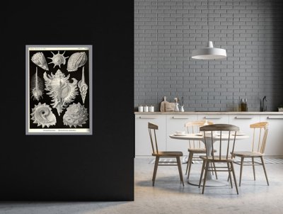 Weinleseplakat Muscheln Ernst Haeckel
