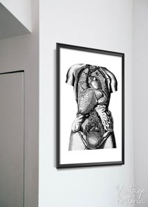 Plakat-Weinlese Druckt anatomische Organe