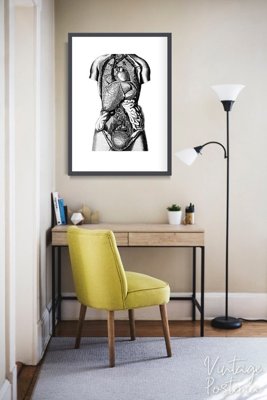Plakat-Weinlese Druckt anatomische Organe