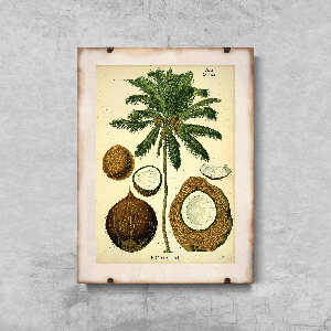 Poster-Weinlese Botanischer Kokospalme Druck