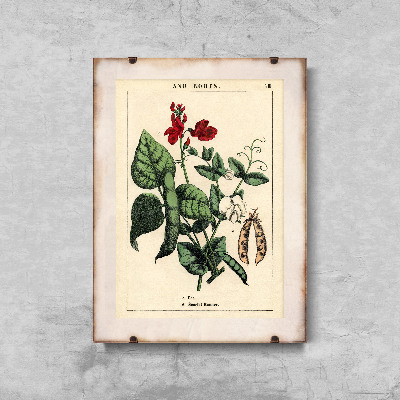 Poster an der Wand Pflanze Erbsen