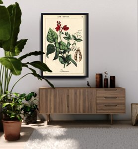 Poster an der Wand Pflanze Erbsen