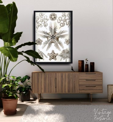 Weinleseplakat Ophiodea Ernst Haeckel