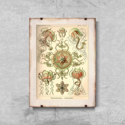 Retro-Poster Quallen Ernst Haeckel
