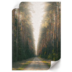 Kunstdruck leinwand Waldweg