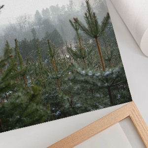 Poster auf leinwand Grüne Nadelbäume