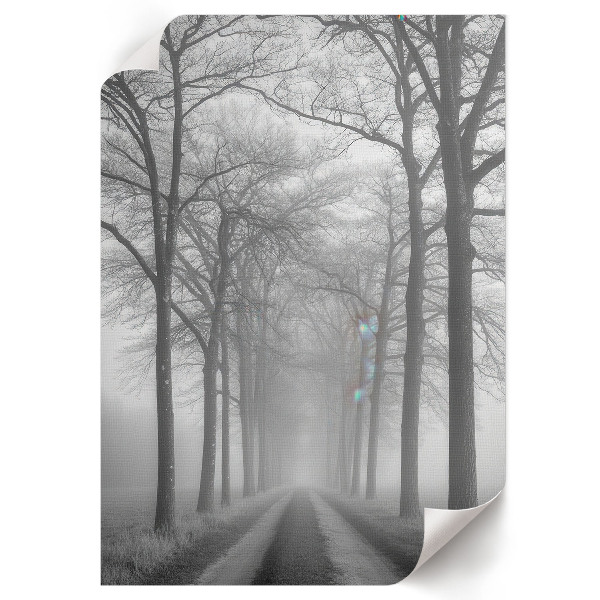 Bilder poster Nebel auf der Straße