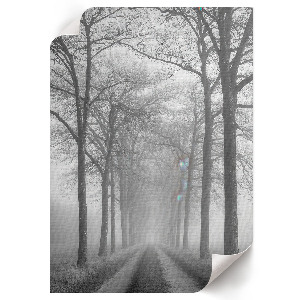 Bilder poster Nebel auf der Straße