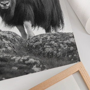 Poster kunstdruck Büffel auf dem Hügel