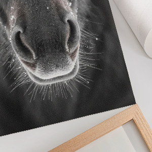 Bilder poster Pferd und Schnee