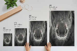 Bilder poster Pferd und Schnee
