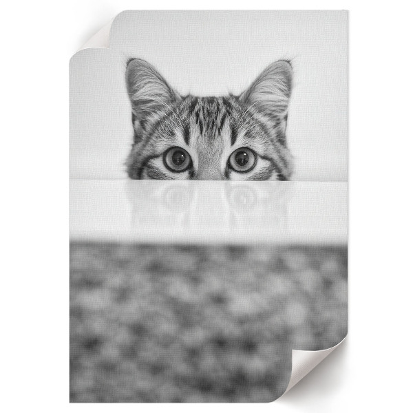 Poster kunstdruck Katzenporträt