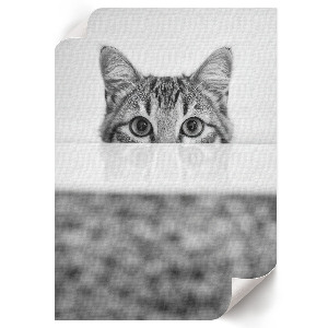Poster kunstdruck Katzenporträt