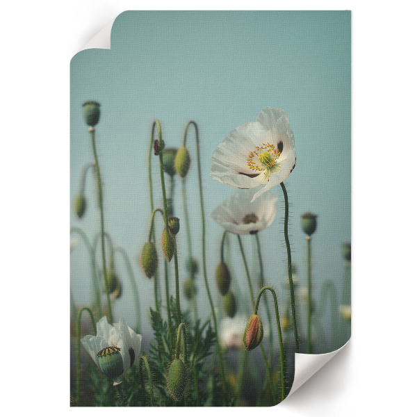 Retro poster Weiße Mohnblumen