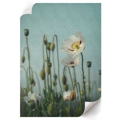 Retro poster Weiße Mohnblumen