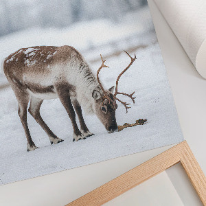 Poster leinwand Winterrentier