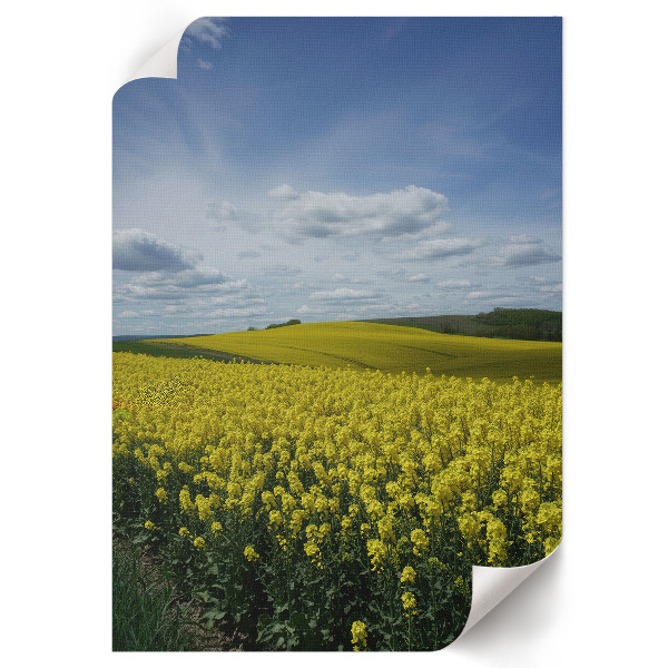 Kunstdruck poster Rapsfelder