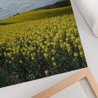 Kunstdruck poster Rapsfelder