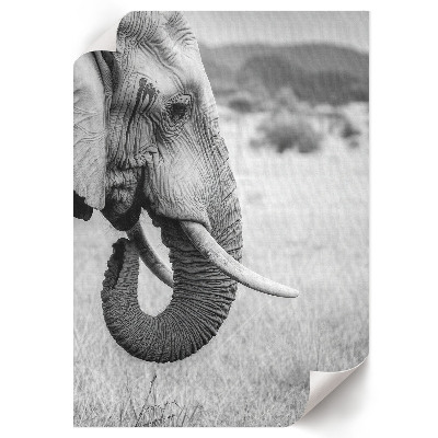 Kunstdruck leinwand Afrikanischer Elefant