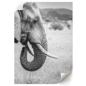 Kunstdruck leinwand Afrikanischer Elefant