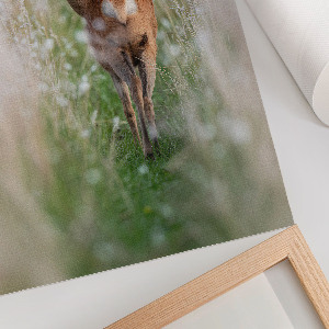 Poster kunstdruck Hirschnatur