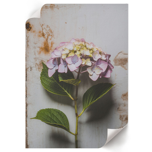 Poster leinwand Rosa Hortensie