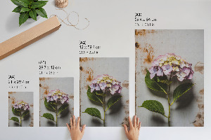 Poster leinwand Rosa Hortensie