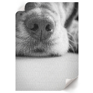 Kunstdruck-Poster mit Hundegesicht