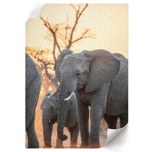 Wandposter mit afrikanischen Elefanten