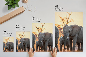 Wandposter mit afrikanischen Elefanten