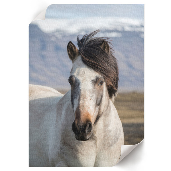 Wandposter mit Pferd und wehender Mähne