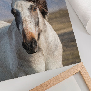 Wandposter mit Pferd und wehender Mähne