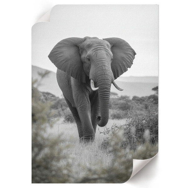 Kunstdruck poster Afrikanischer Elefant