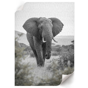 Kunstdruck poster Afrikanischer Elefant
